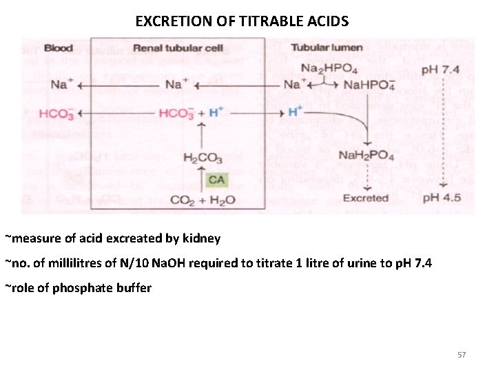 EXCRETION OF TITRABLE ACIDS ~measure of acid excreated by kidney ~no. of millilitres of