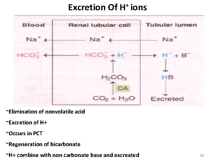 Excretion Of H+ ions ~Elimination of nonvolatile acid ~Excretion of H+ ~Occurs in PCT