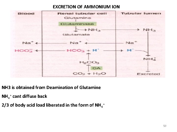 EXCRETION OF AMMONIUM ION NH 3 is obtained from Deamination of Glutamine NH 4+