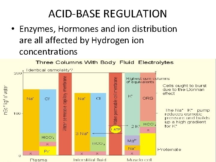 ACID-BASE REGULATION • Enzymes, Hormones and ion distribution are all affected by Hydrogen ion