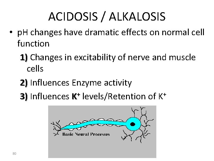 ACIDOSIS / ALKALOSIS • p. H changes have dramatic effects on normal cell function