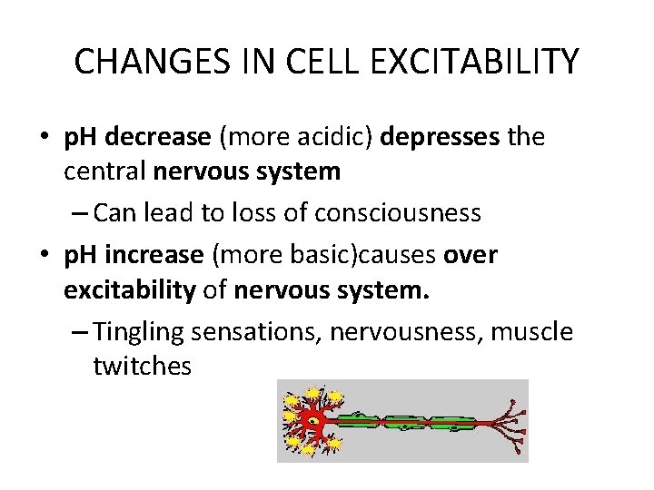 CHANGES IN CELL EXCITABILITY • p. H decrease (more acidic) depresses the central nervous