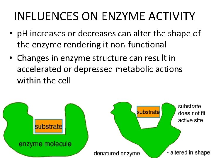 INFLUENCES ON ENZYME ACTIVITY • p. H increases or decreases can alter the shape