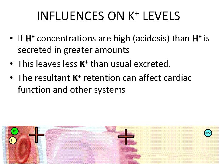 INFLUENCES ON K+ LEVELS • If H+ concentrations are high (acidosis) than H+ is