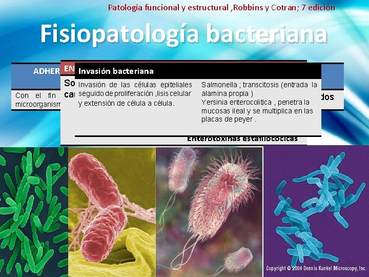 Patología funcional y estructural , Robbins y Cotran; 7 edición Fisiopatología bacteriana ENTEROTOXIGENICIDAD Invasión