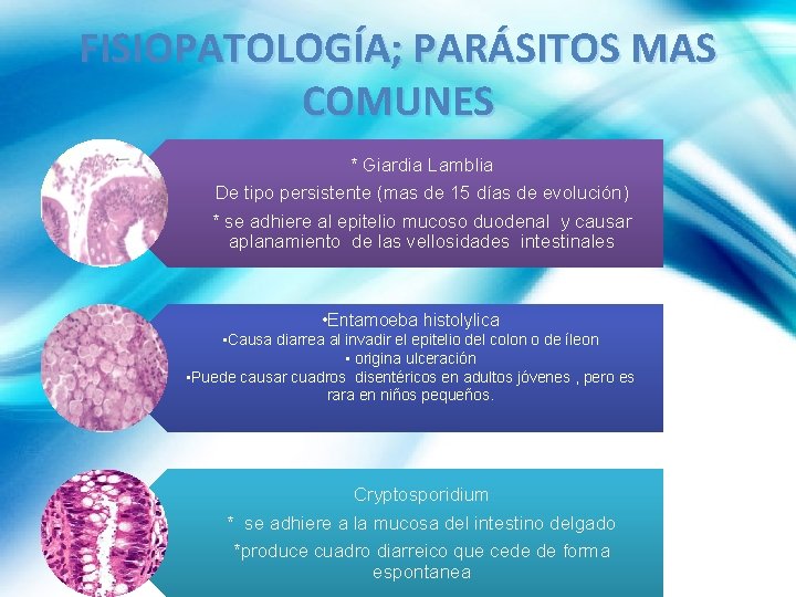 FISIOPATOLOGÍA; PARÁSITOS MAS COMUNES * Giardia Lamblia De tipo persistente (mas de 15 días