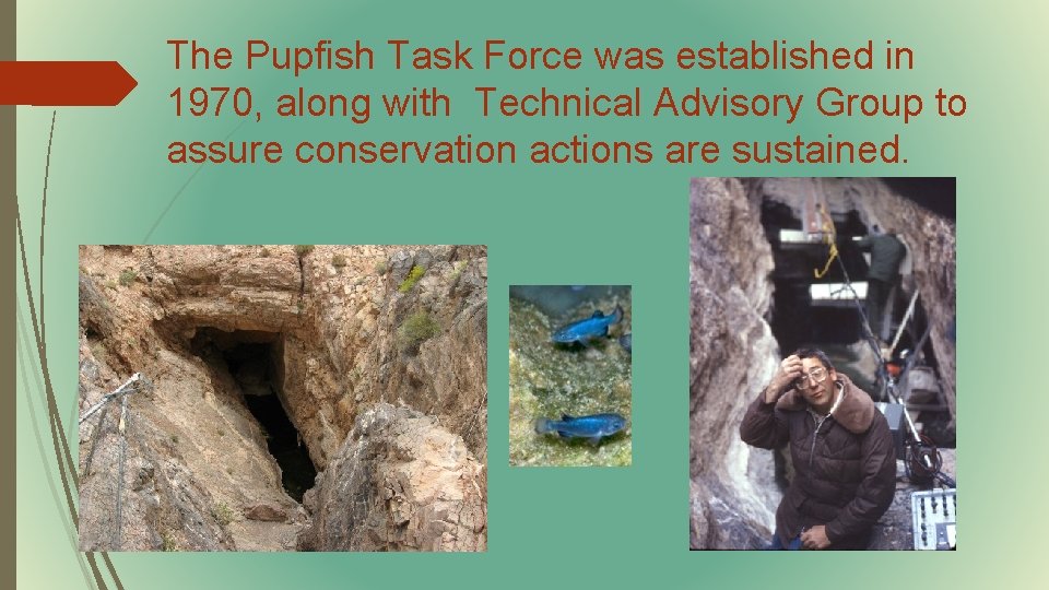 The Pupfish Task Force was established in 1970, along with Technical Advisory Group to
