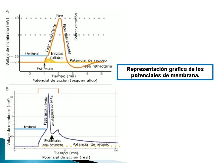 Representación gráfica de los potenciales de membrana. 