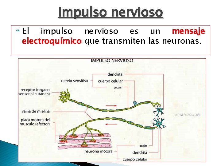 Impulso nervioso El impulso nervioso es un mensaje electroquímico que transmiten las neuronas. 