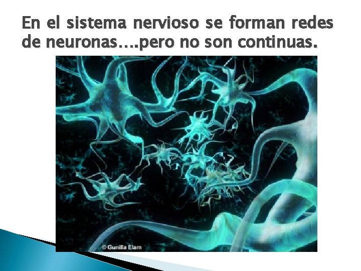 En el sistema nervioso se forman redes de neuronas…. pero no son continuas. 