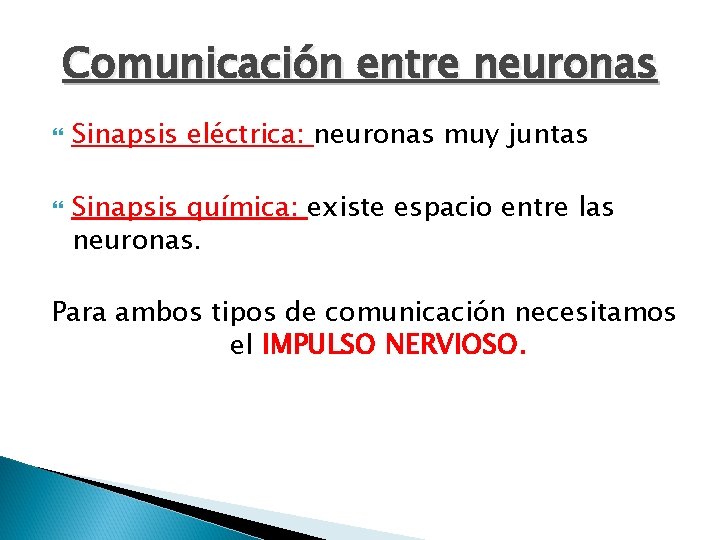 Comunicación entre neuronas Sinapsis eléctrica: neuronas muy juntas Sinapsis química: existe espacio entre las