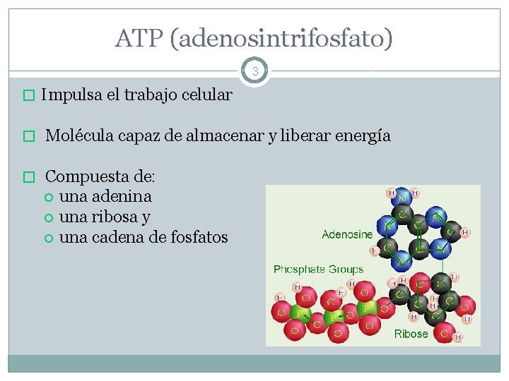 ATP (adenosintrifosfato) 3 � Impulsa el trabajo celular � Molécula capaz de almacenar y