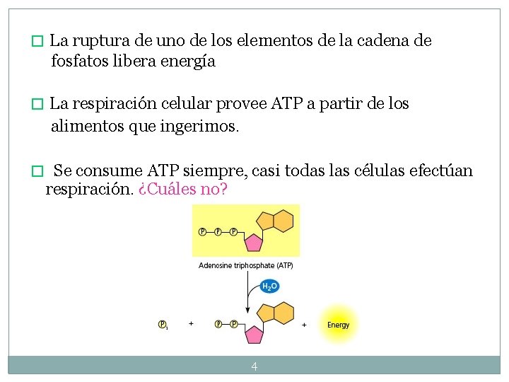 � La ruptura de uno de los elementos de la cadena de fosfatos libera