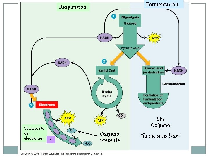 Fermentación Respiración Transporte de electrones Sin Oxígeno e- Oxígeno presente “la vie sans l'air”