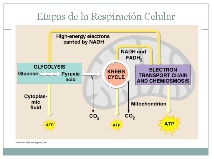 Etapas de la Respiración Celular 