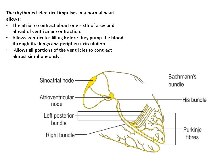 The rhythmical electrical impulses in a normal heart allows: • The atria to contract