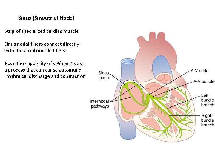 Sinus (Sinoatrial Node) Strip of specialized cardiac muscle Sinus nodal fibers connect directly with