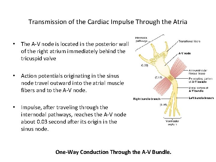 Transmission of the Cardiac Impulse Through the Atria • The A-V node is located