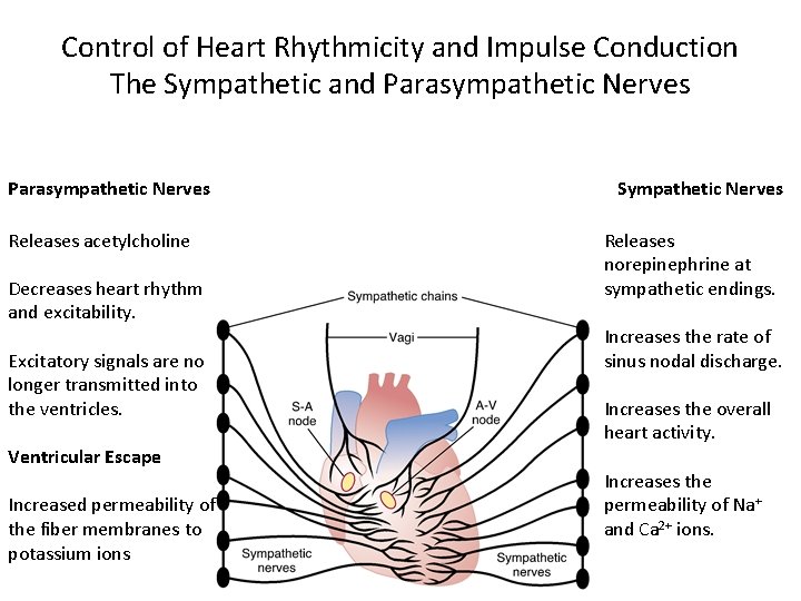 Control of Heart Rhythmicity and Impulse Conduction The Sympathetic and Parasympathetic Nerves Releases acetylcholine