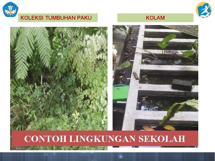 KOLEKSI TUMBUHAN PAKU KOLAM CONTOH LINGKUNGAN SEKOLAH 