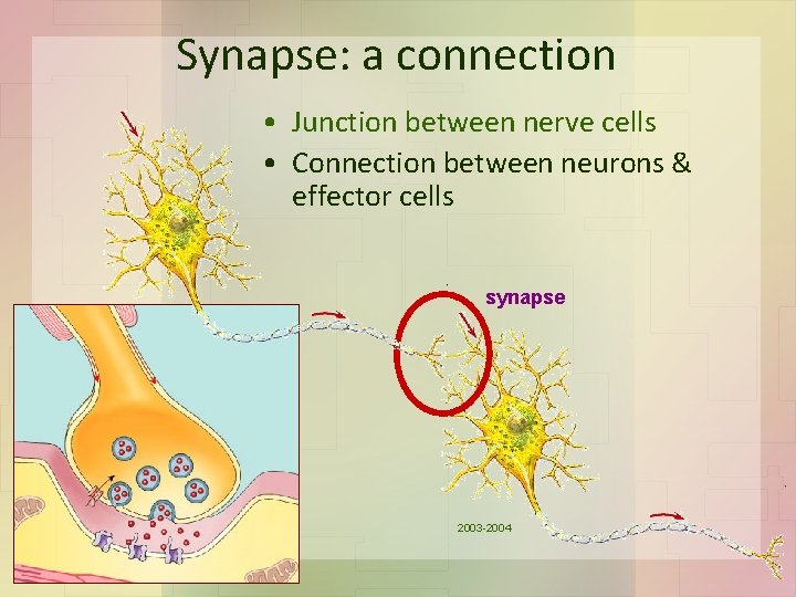 Synapse: a connection • Junction between nerve cells • Connection between neurons & effector