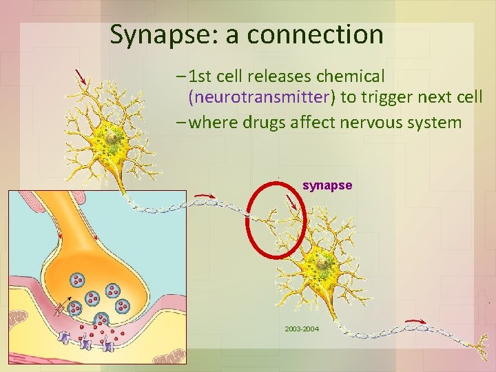 Synapse: a connection – 1 st cell releases chemical (neurotransmitter) to trigger next cell
