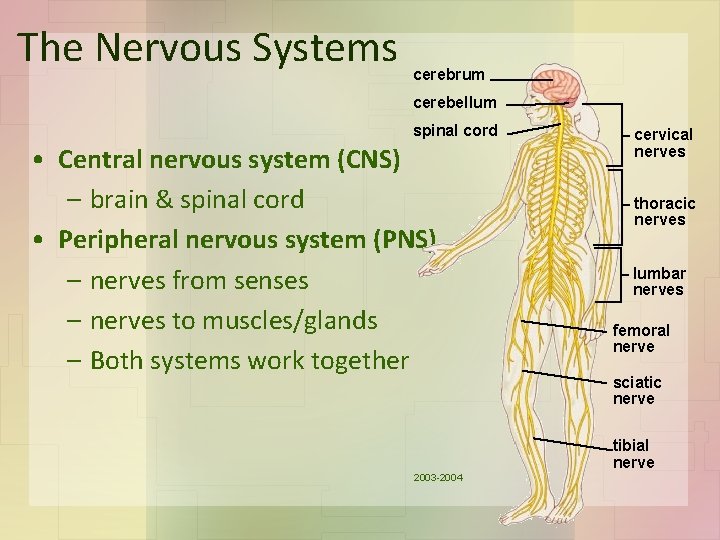 The Nervous Systems cerebrum cerebellum spinal cord • Central nervous system (CNS) – brain