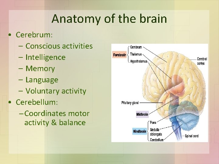 Anatomy of the brain • Cerebrum: – Conscious activities – Intelligence – Memory –