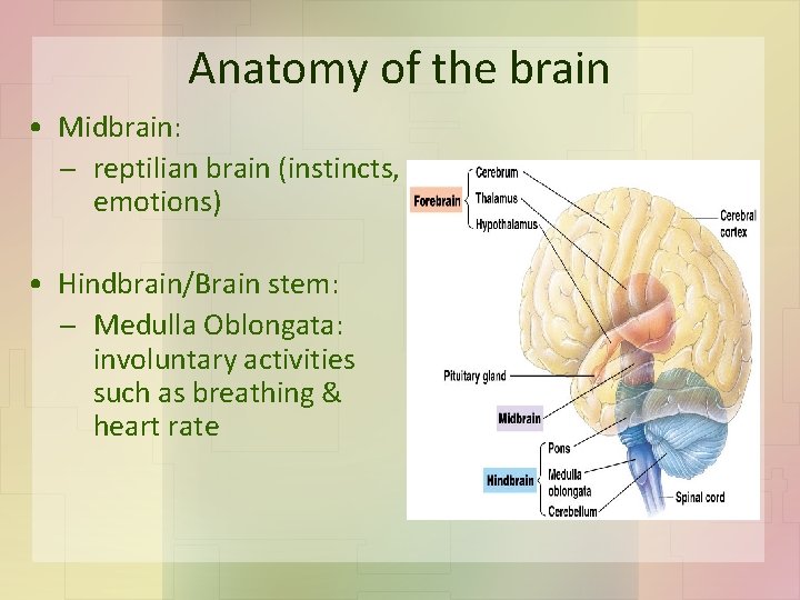 Anatomy of the brain • Midbrain: reptilian brain (instincts, emotions) • Hindbrain/Brain stem: Medulla
