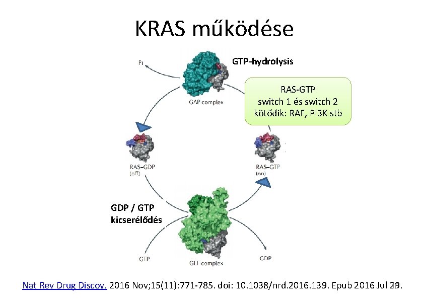 KRAS működése GTP-hydrolysis RAS-GTP switch 1 és switch 2 kötődik: RAF, PI 3 K KRAS működése GTP-hydrolysis RAS-GTP switch 1 és switch 2 kötődik: RAF, PI 3 K