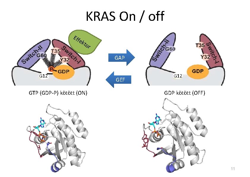 KRAS On / off Eff ek tor GAP G 12 GTP (GDP-P) kötött (ON) KRAS On / off Eff ek tor GAP G 12 GTP (GDP-P) kötött (ON)