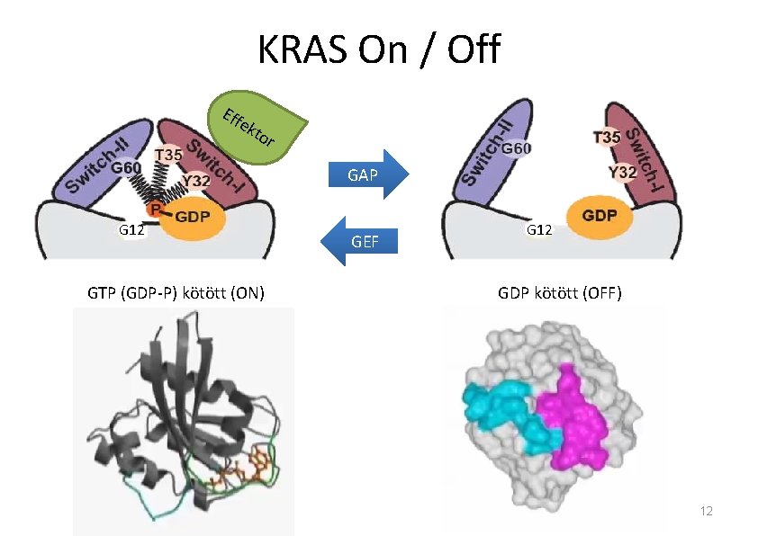 KRAS On / Off Eff ek tor GAP G 12 GTP (GDP-P) kötött (ON) KRAS On / Off Eff ek tor GAP G 12 GTP (GDP-P) kötött (ON)