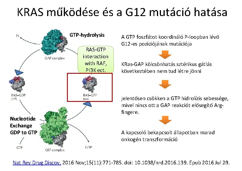 KRAS működése és a G 12 mutáció hatása GTP-hydrolysis RAS-GTP interaction with RAF, PI KRAS működése és a G 12 mutáció hatása GTP-hydrolysis RAS-GTP interaction with RAF, PI