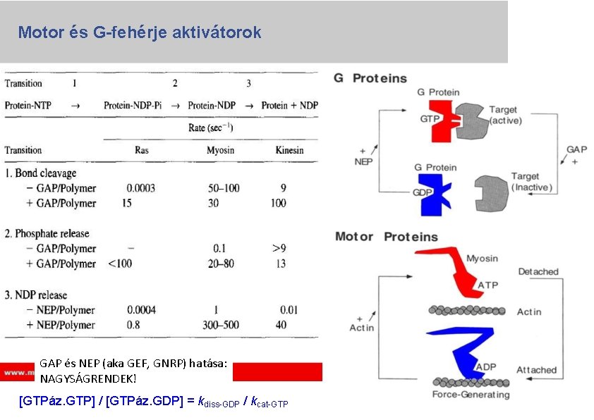 Motor és G-fehérje aktivátorok GAP és NEP (aka GEF, GNRP) hatása: NAGYSÁGRENDEK! [GTPáz. GTP]