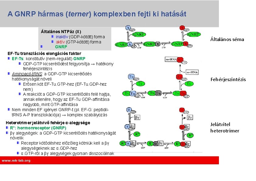 A GNRP hármas (terner) komplexben fejti ki hatását Általános NTPáz (X) inaktív (GDP-kötött) forma A GNRP hármas (terner) komplexben fejti ki hatását Általános NTPáz (X) inaktív (GDP-kötött) forma