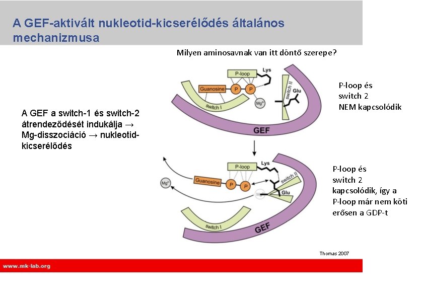 A GEF-aktivált nukleotid-kicserélődés általános mechanizmusa Milyen aminosavnak van itt döntő szerepe? A GEF a A GEF-aktivált nukleotid-kicserélődés általános mechanizmusa Milyen aminosavnak van itt döntő szerepe? A GEF a