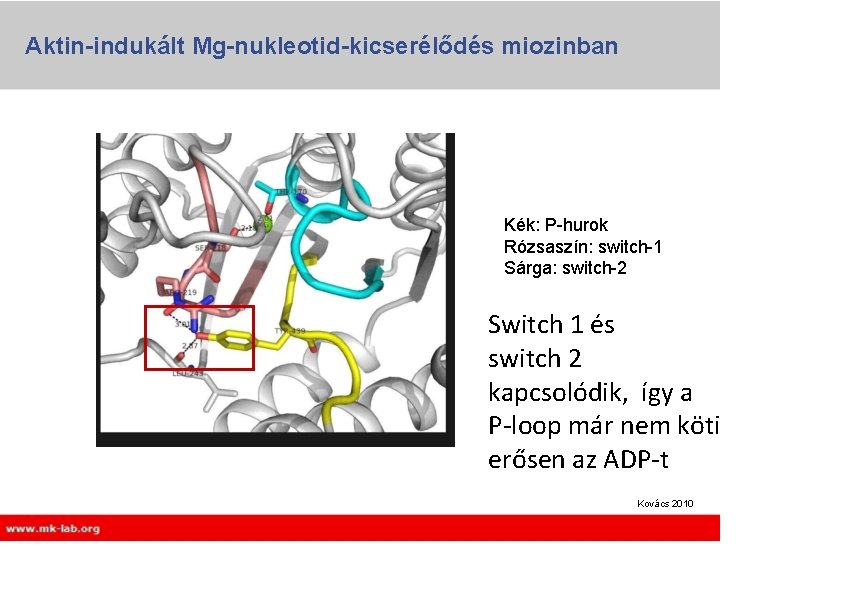 Aktin-indukált Mg-nukleotid-kicserélődés miozinban Kék: P-hurok Rózsaszín: switch-1 Sárga: switch-2 Switch 1 és switch 2 Aktin-indukált Mg-nukleotid-kicserélődés miozinban Kék: P-hurok Rózsaszín: switch-1 Sárga: switch-2 Switch 1 és switch 2