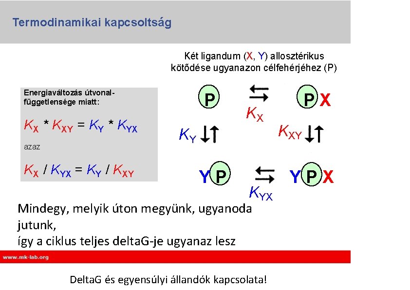 Termodinamikai kapcsoltság Két ligandum (X, Y) allosztérikus kötődése ugyanazon célfehérjéhez (P) Energiaváltozás útvonalfüggetlensége miatt: Termodinamikai kapcsoltság Két ligandum (X, Y) allosztérikus kötődése ugyanazon célfehérjéhez (P) Energiaváltozás útvonalfüggetlensége miatt: