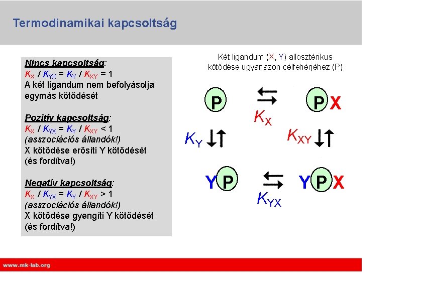Termodinamikai kapcsoltság Két ligandum (X, Y) allosztérikus kötődése ugyanazon célfehérjéhez (P) Nincs kapcsoltság: KX Termodinamikai kapcsoltság Két ligandum (X, Y) allosztérikus kötődése ugyanazon célfehérjéhez (P) Nincs kapcsoltság: KX