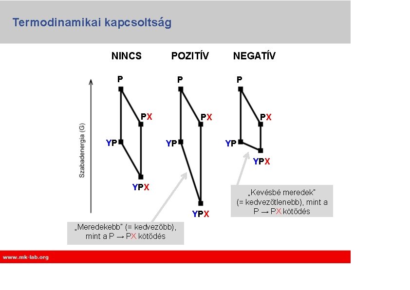 Termodinamikai kapcsoltság NINCS POZITÍV P NEGATÍV P P PX YP PX PX YP YP Termodinamikai kapcsoltság NINCS POZITÍV P NEGATÍV P P PX YP PX PX YP YP