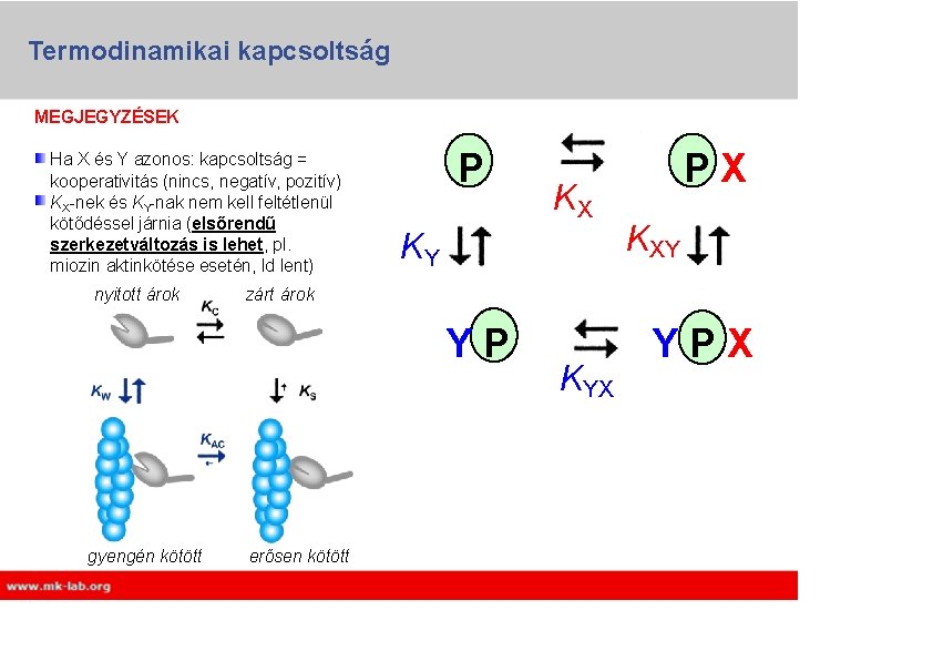 Termodinamikai kapcsoltság MEGJEGYZÉSEK Ha X és Y azonos: kapcsoltság = kooperativitás (nincs, negatív, pozitív) Termodinamikai kapcsoltság MEGJEGYZÉSEK Ha X és Y azonos: kapcsoltság = kooperativitás (nincs, negatív, pozitív)