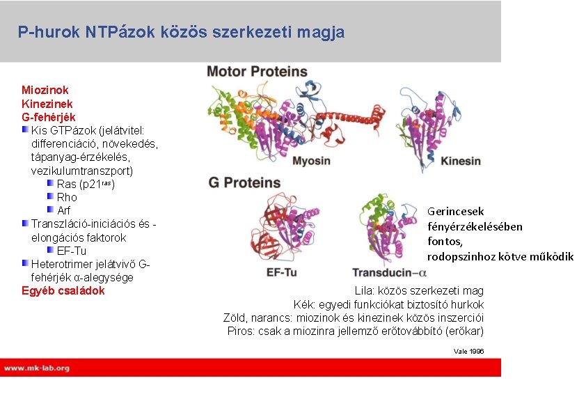 P-hurok NTPázok közös szerkezeti magja Miozinok Kinezinek G-fehérjék Kis GTPázok (jelátvitel: differenciáció, növekedés, tápanyag-érzékelés, P-hurok NTPázok közös szerkezeti magja Miozinok Kinezinek G-fehérjék Kis GTPázok (jelátvitel: differenciáció, növekedés, tápanyag-érzékelés,