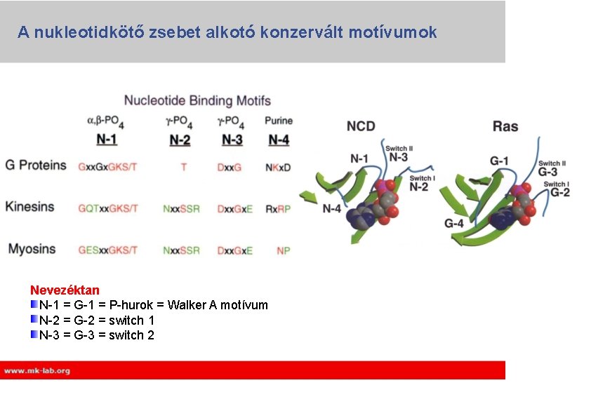 A nukleotidkötő zsebet alkotó konzervált motívumok Nevezéktan N-1 = G-1 = P-hurok = Walker A nukleotidkötő zsebet alkotó konzervált motívumok Nevezéktan N-1 = G-1 = P-hurok = Walker