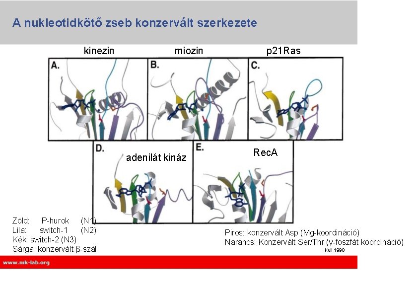 A nukleotidkötő zseb konzervált szerkezete kinezin miozin adenilát kináz Zöld: P-hurok (N 1) Lila: A nukleotidkötő zseb konzervált szerkezete kinezin miozin adenilát kináz Zöld: P-hurok (N 1) Lila: