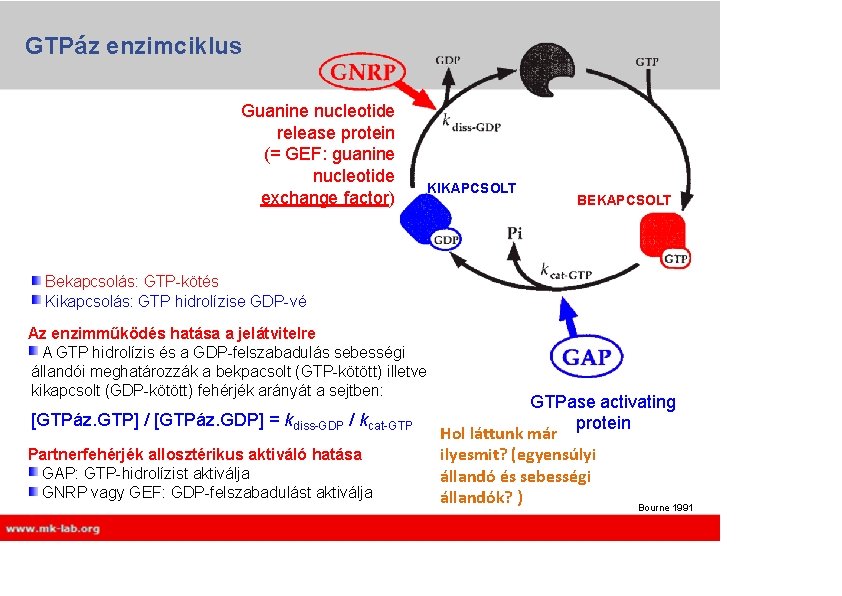GTPáz enzimciklus Guanine nucleotide release protein (= GEF: guanine nucleotide exchange factor) KIKAPCSOLT BEKAPCSOLT GTPáz enzimciklus Guanine nucleotide release protein (= GEF: guanine nucleotide exchange factor) KIKAPCSOLT BEKAPCSOLT