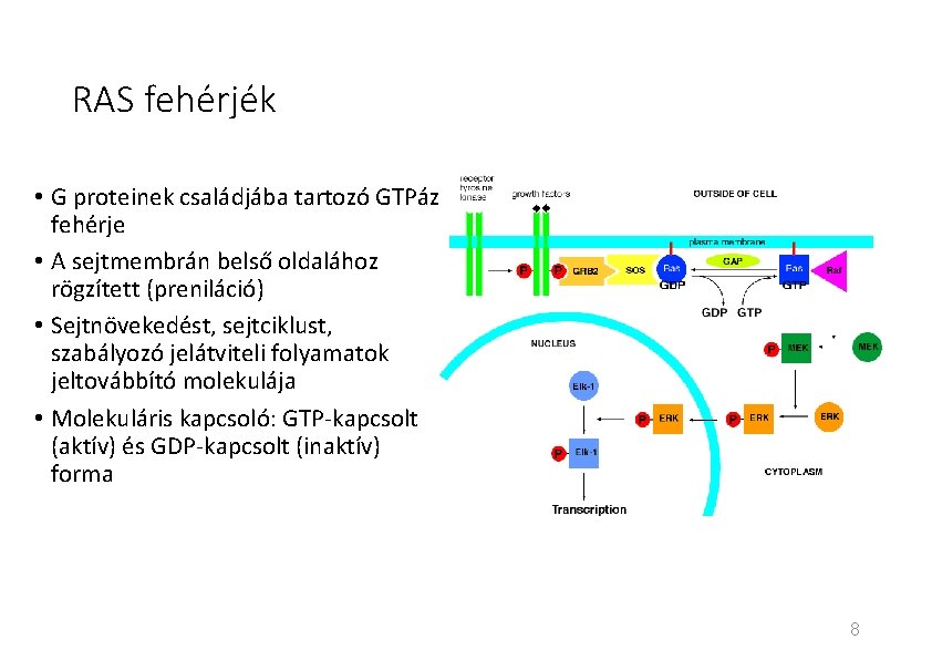 RAS fehérjék • G proteinek családjába tartozó GTPáz fehérje • A sejtmembrán belső oldalához RAS fehérjék • G proteinek családjába tartozó GTPáz fehérje • A sejtmembrán belső oldalához