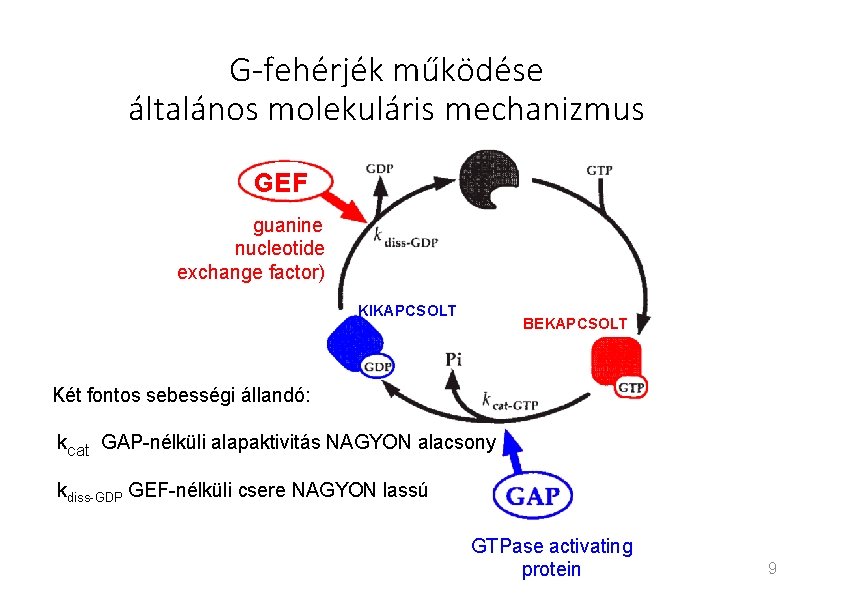 G-fehérjék működése általános molekuláris mechanizmus GEF guanine nucleotide exchange factor) KIKAPCSOLT BEKAPCSOLT Két fontos G-fehérjék működése általános molekuláris mechanizmus GEF guanine nucleotide exchange factor) KIKAPCSOLT BEKAPCSOLT Két fontos