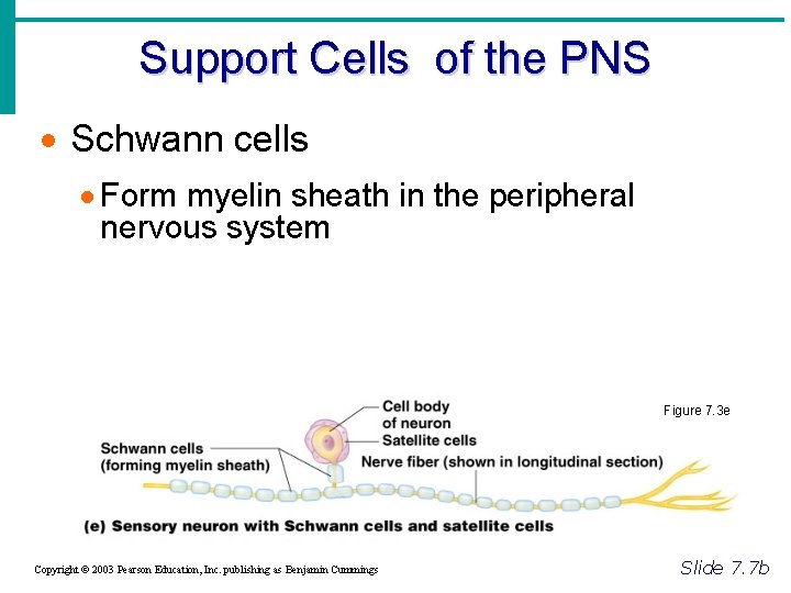 Support Cells of the PNS · Schwann cells · Form myelin sheath in the