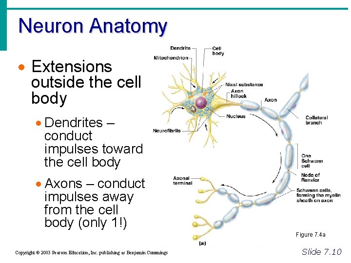 Neuron Anatomy · Extensions outside the cell body · Dendrites – conduct impulses toward