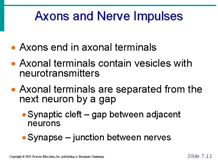 Axons and Nerve Impulses · Axons end in axonal terminals · Axonal terminals contain